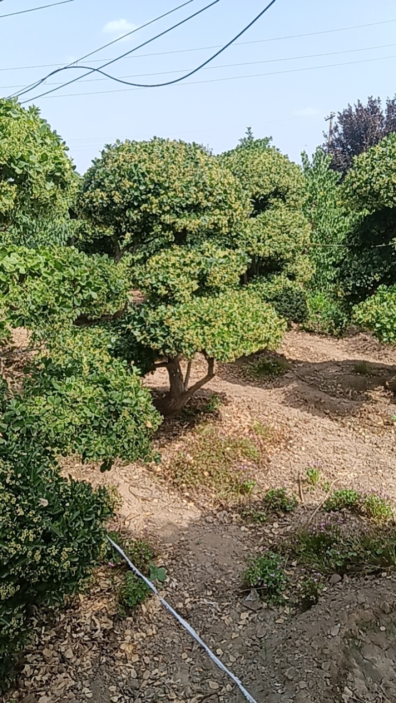 卫矛造型