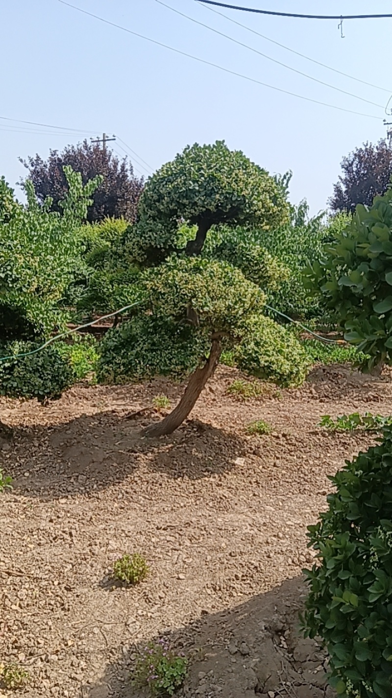 卫矛造型
