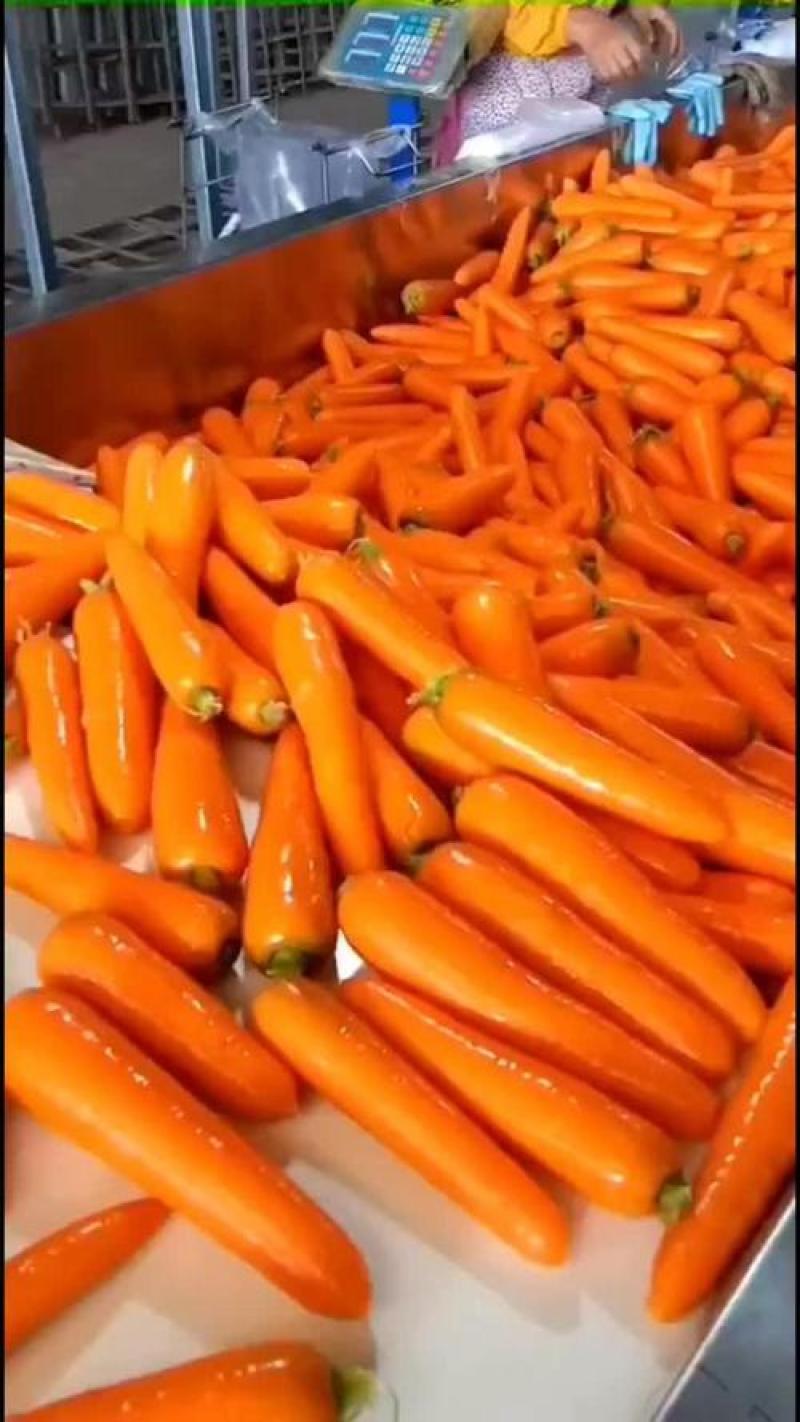 水洗红胡萝卜中条小条可供电商超市诚信经营全国发货
