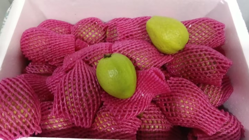 红芭乐