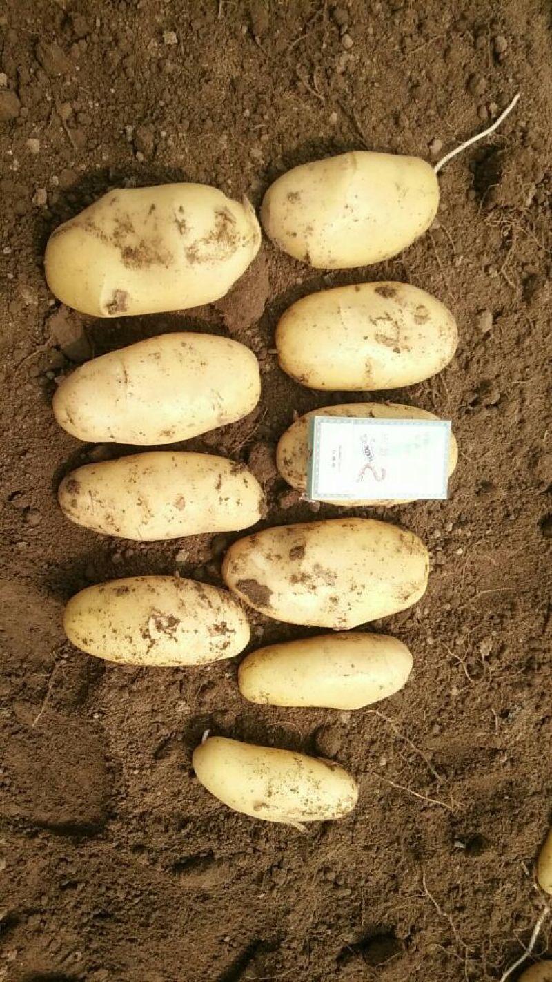 精品希森6号土豆黄皮黄心产地直发质量保证全国发货