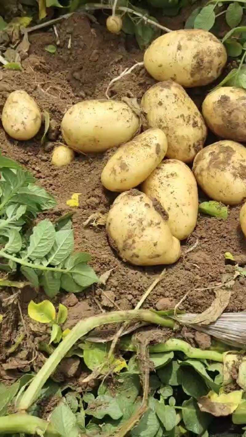 精品希森6号土豆黄皮黄心产地直发质量保证全国发货