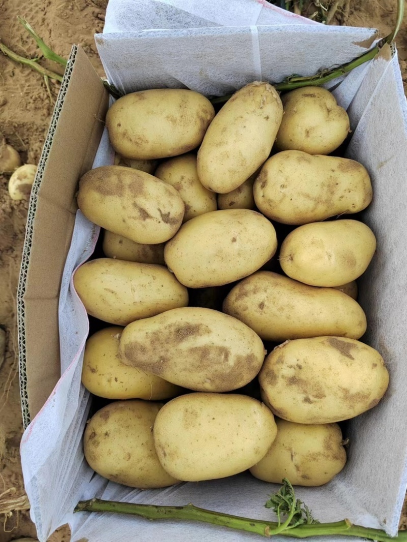 精品希森6号土豆黄皮黄心产地直发质量保证全国发货