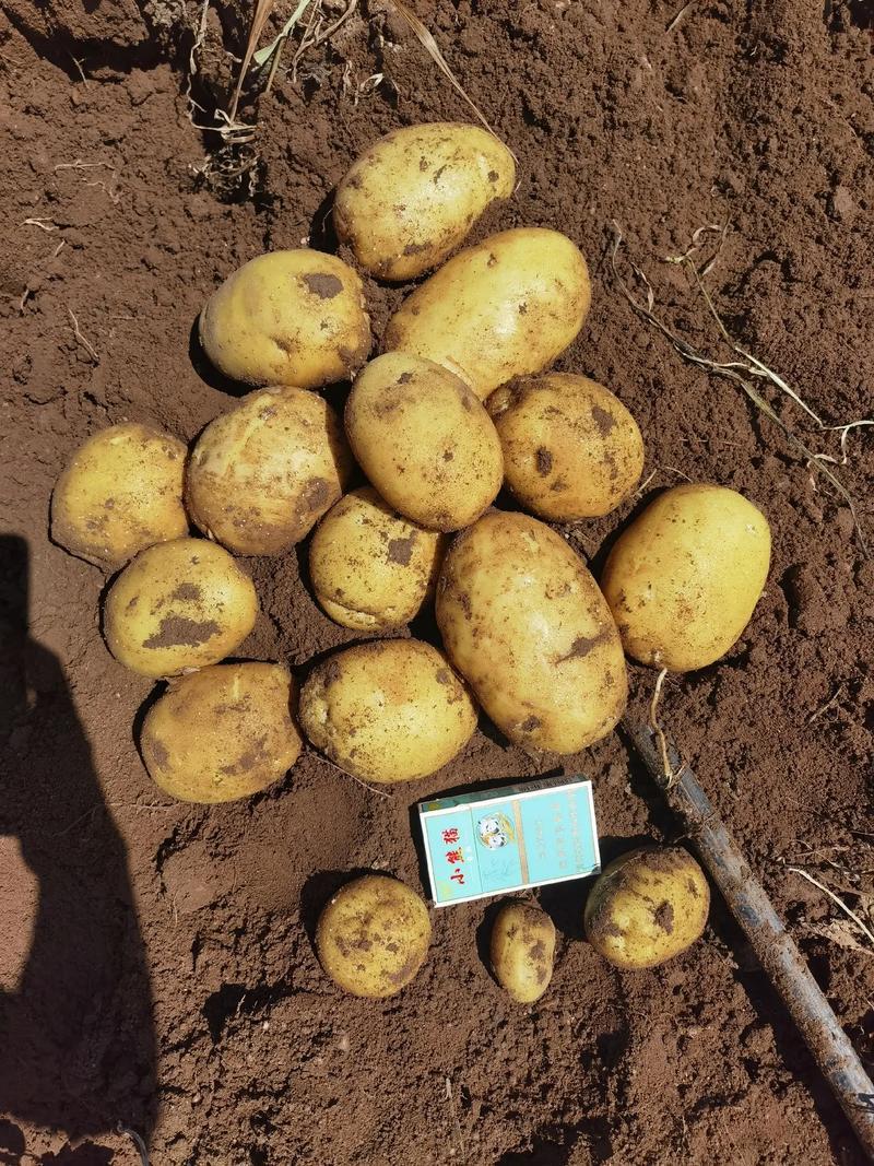 精品希森6号土豆黄皮黄心产地直发质量保证全国发货