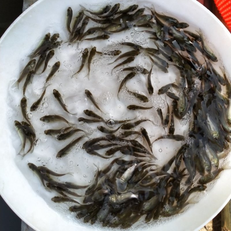 中科五号鲫鱼苗工程鲫鱼淡水养殖草鱼苗鲤鱼花鲢包活批发