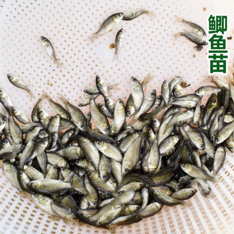 中科五号鲫鱼苗工程鲫鱼淡水养殖草鱼苗鲤鱼花鲢包活批发