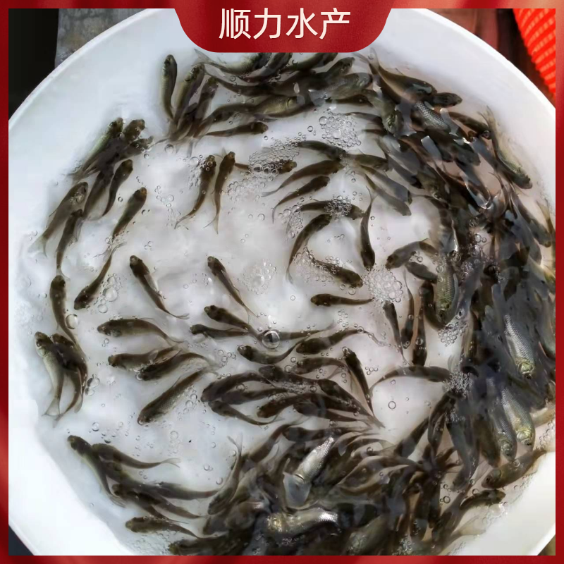 中科五号鲫鱼苗工程鲫鱼淡水养殖草鱼苗鲤鱼花鲢包活批发