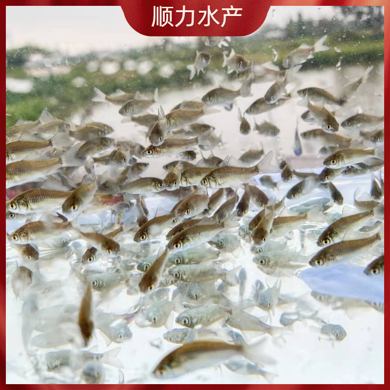 中科五号鲫鱼苗工程鲫鱼淡水养殖草鱼苗鲤鱼花鲢包活批发