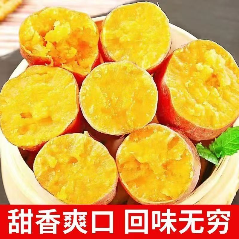 【龙九红薯】开封通许精品龙九红薯大量上市现挖现发欢迎采购