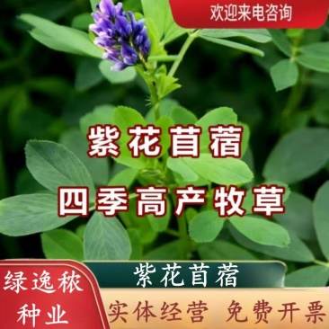 多年生紫花苜蓿种子猪牛羊兔鸡鸭鹅四季牧草苜蓿草鱼草种子
