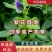 多年生紫花苜蓿种子猪牛羊兔鸡鸭鹅四季牧草苜蓿草鱼草种子