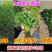 多年生紫花苜蓿种子猪牛羊兔鸡鸭鹅四季牧草苜蓿草鱼草种子