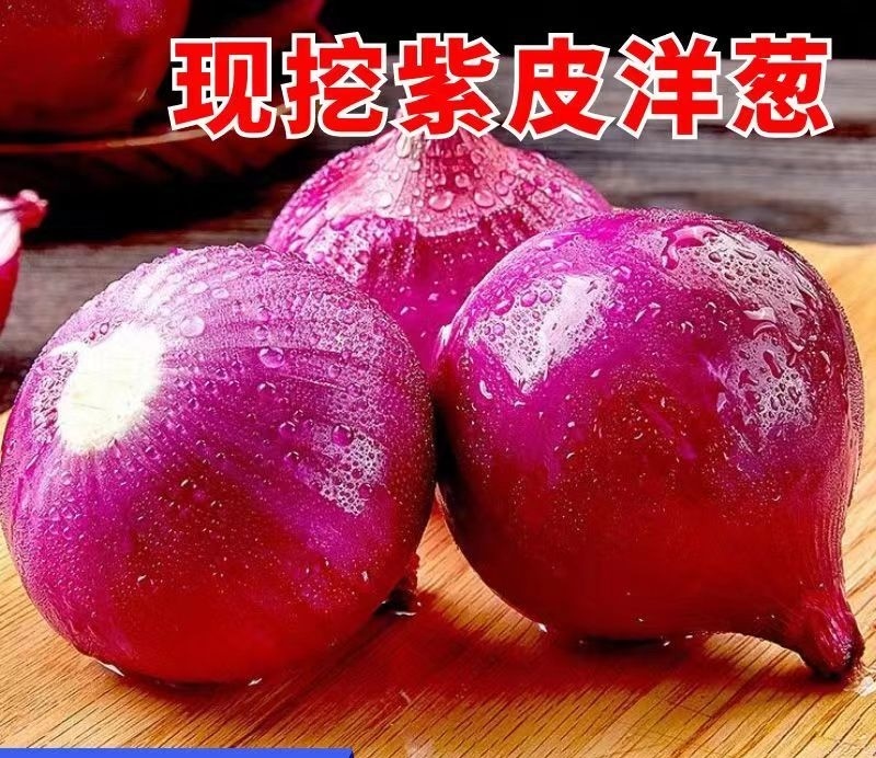 紫皮洋葱，河南洋葱，通许紫皮洋葱，质优价廉，大量上市中