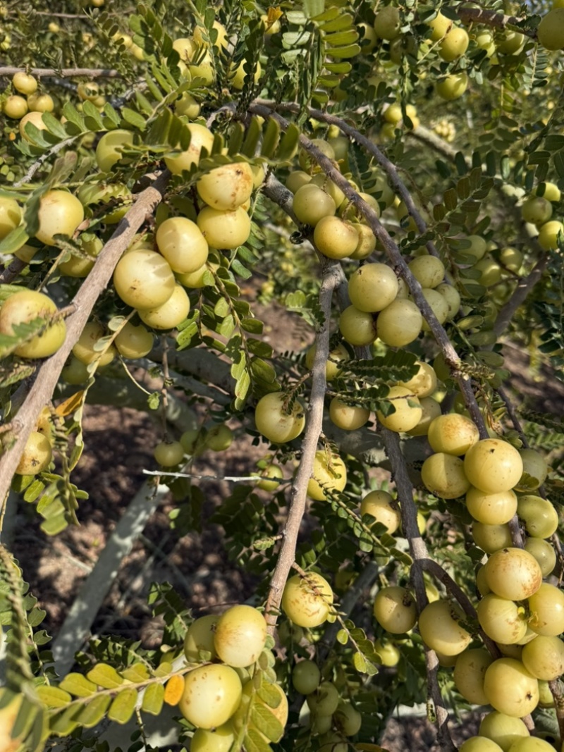甜油甘,奶茶店榨汁,