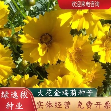 大花金鸡菊种子四季种野菊花种子花海绿化多年生宿根花草种子
