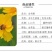 大花金鸡菊种子四季种野菊花种子花海绿化多年生宿根花草种子