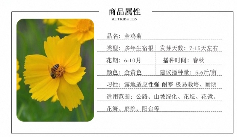 大花金鸡菊种子四季种野菊花种子花海绿化多年生宿根花草种子