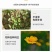 大花金鸡菊种子四季种野菊花种子花海绿化多年生宿根花草种子