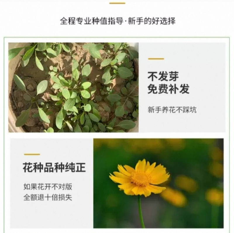 大花金鸡菊种子四季种野菊花种子花海绿化多年生宿根花草种子