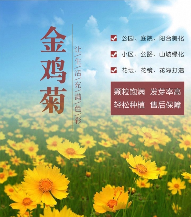 大花金鸡菊种子四季种野菊花种子花海绿化多年生宿根花草种子