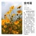 大花金鸡菊种子四季种野菊花种子花海绿化多年生宿根花草种子