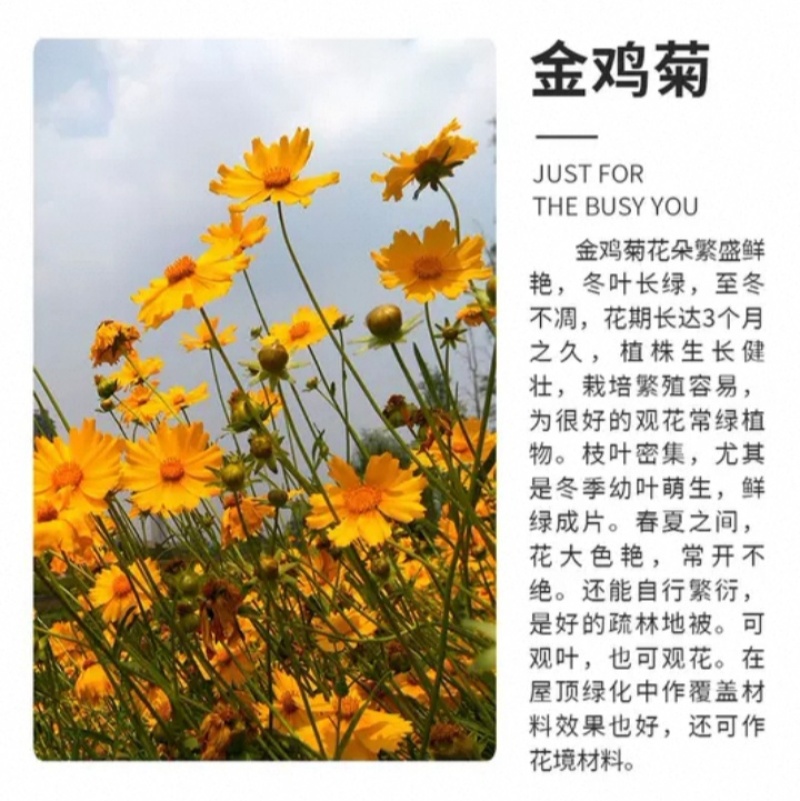 大花金鸡菊种子四季种野菊花种子花海绿化多年生宿根花草种子