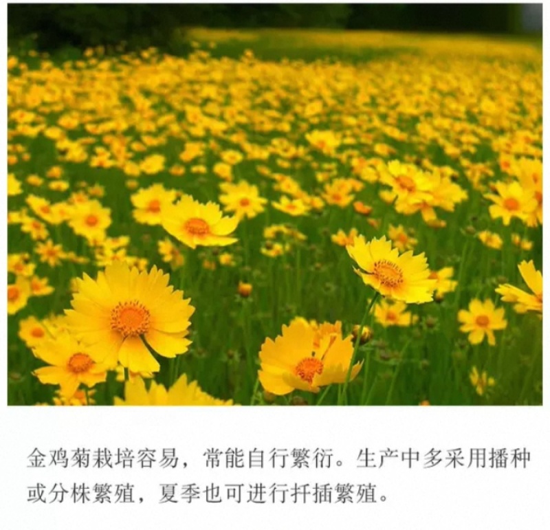 大花金鸡菊种子四季种野菊花种子花海绿化多年生宿根花草种子