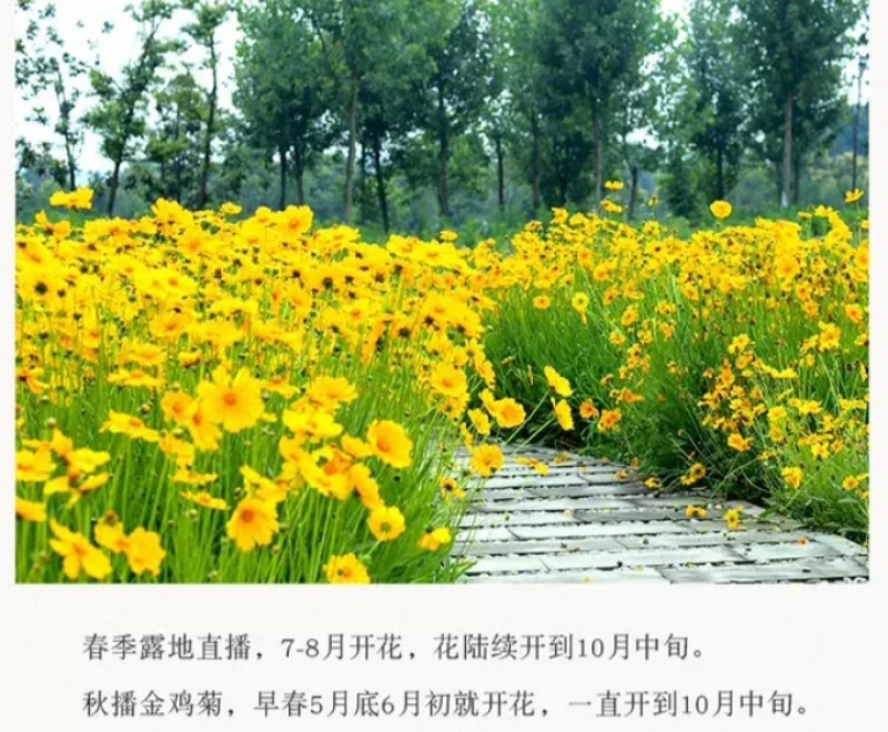 大花金鸡菊种子四季种野菊花种子花海绿化多年生宿根花草种子
