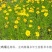 大花金鸡菊种子四季种野菊花种子花海绿化多年生宿根花草种子