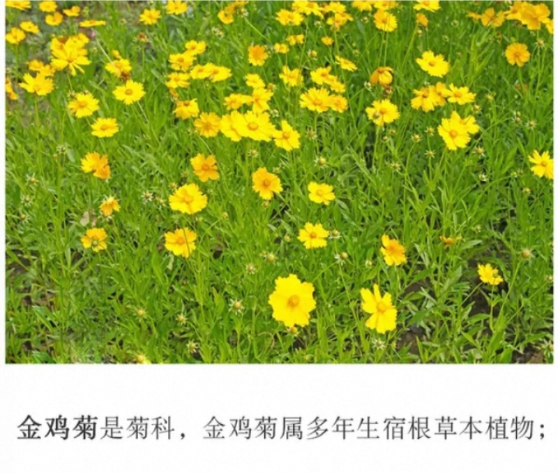 大花金鸡菊种子四季种野菊花种子花海绿化多年生宿根花草种子