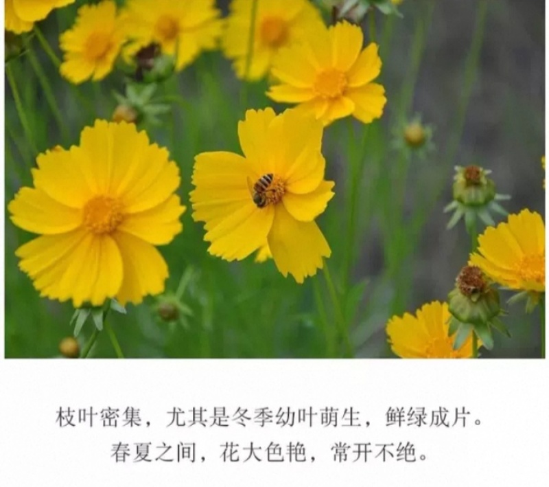 大花金鸡菊种子四季种野菊花种子花海绿化多年生宿根花草种子