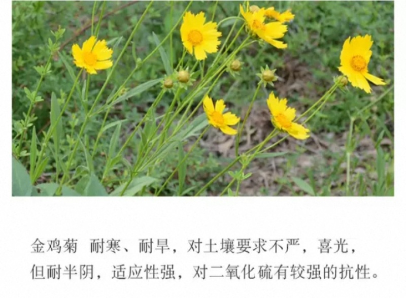 大花金鸡菊种子四季种野菊花种子花海绿化多年生宿根花草种子