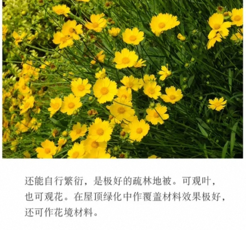 大花金鸡菊种子四季种野菊花种子花海绿化多年生宿根花草种子