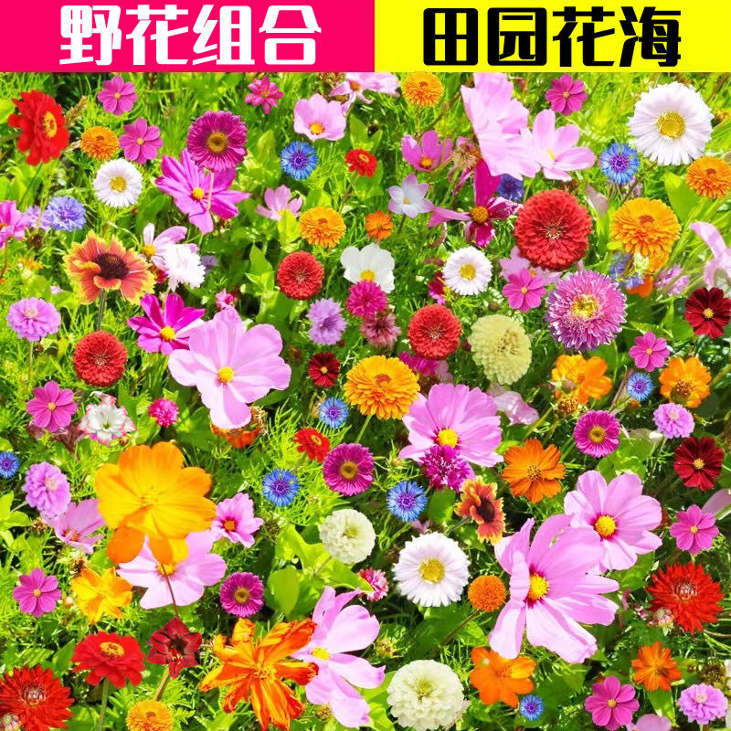 百日草种子野花组合混色重瓣百日菊花籽四季开花易活庭院