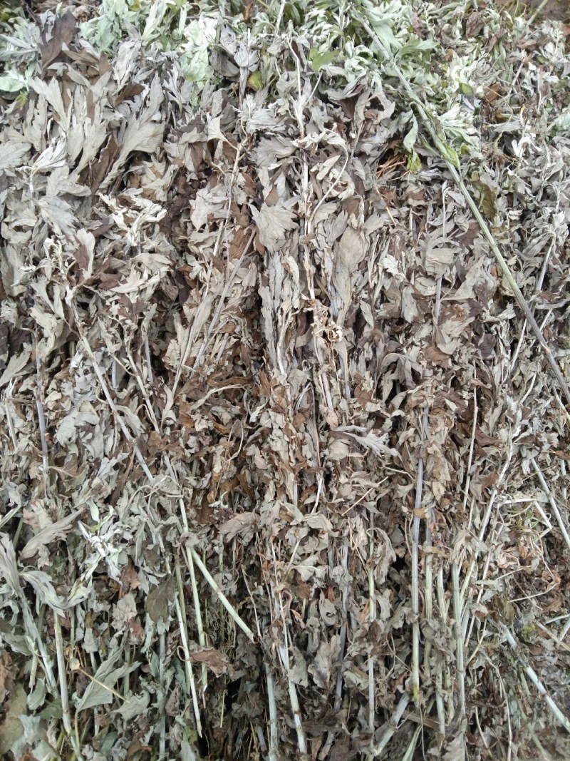 甘肃庆阳岐黄故里岐黄艾草，全棵