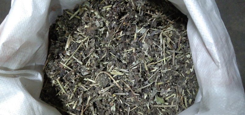 甘肃庆阳岐黄故里岐黄艾草，全棵