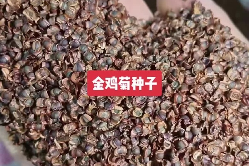 大花金鸡菊种子四季种野菊花种子花海绿化多年生宿根花草种子