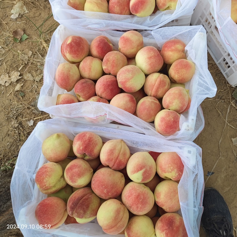 金秋红蜜桃热卖推荐产地直发一手货源保质保量欢迎老板致电咨