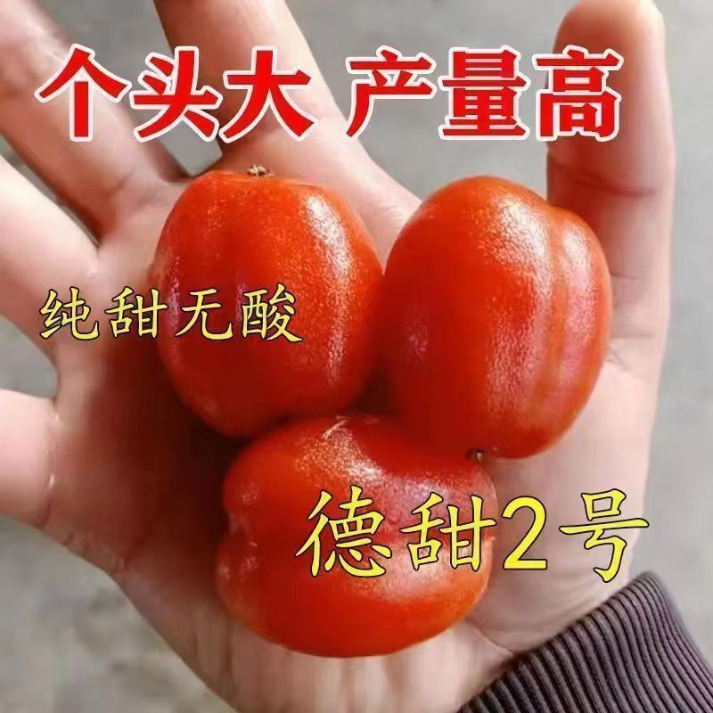 特大纯甜羊奶果树苗庭院花盆四季可种耐寒羊奶树苗