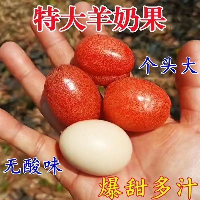 特大纯甜羊奶果树苗庭院花盆四季可种耐寒羊奶树苗