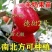 特大纯甜羊奶果树苗庭院花盆四季可种耐寒羊奶树苗
