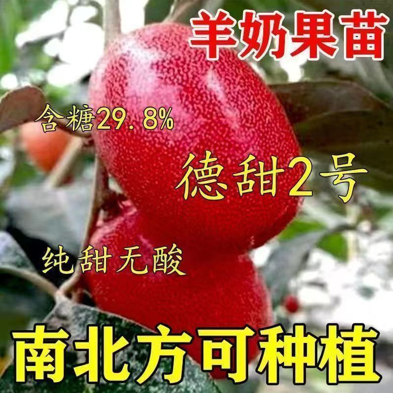 特大纯甜羊奶果树苗庭院花盆四季可种耐寒羊奶树苗