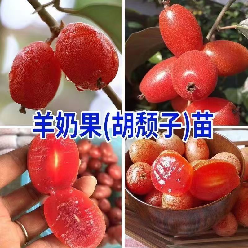 特大纯甜羊奶果树苗庭院花盆四季可种耐寒羊奶树苗