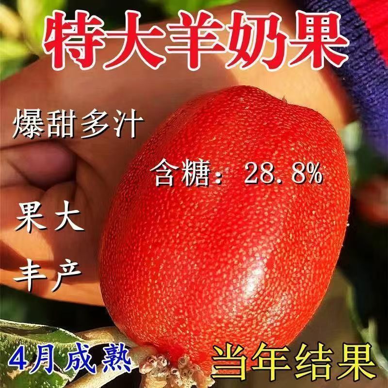 特大纯甜羊奶果树苗庭院花盆四季可种耐寒羊奶树苗