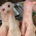 猪脸带猪鼻子