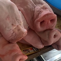 猪脸带猪鼻子