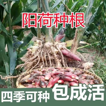 阳荷种苗