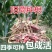 阳荷种苗