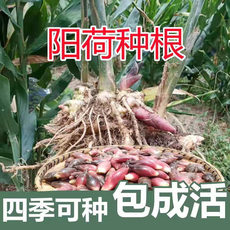阳荷种苗