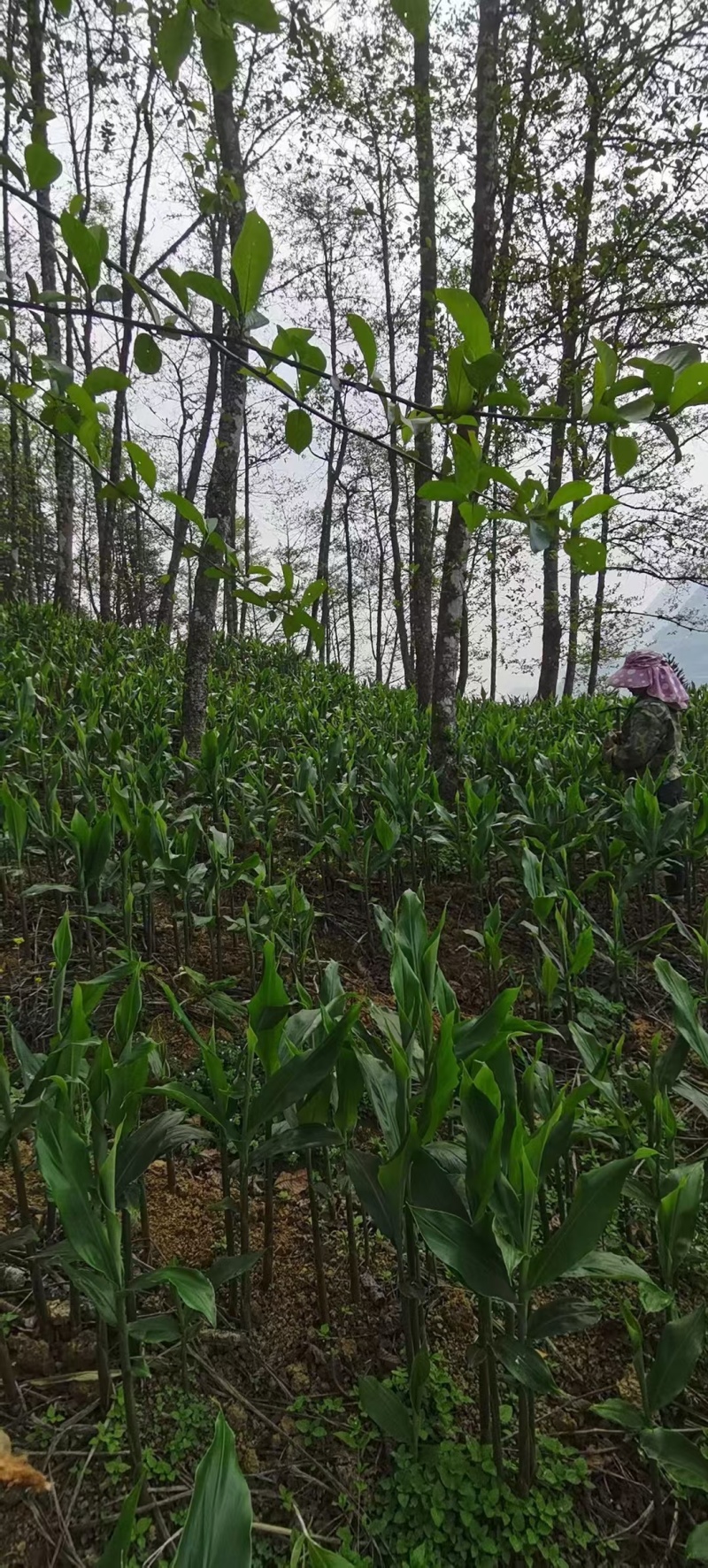 阳荷种苗